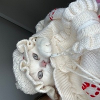 British Shorthair, Kedi  Karya fotoğrafı