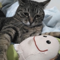 Tekir Kedi, Kedi  ponçik fotoğrafı