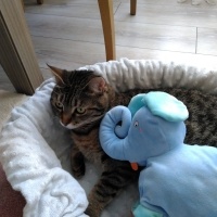 Tekir Kedi, Kedi  ponçik fotoğrafı