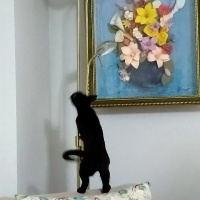Bombay, Kedi  Zeytin fotoğrafı