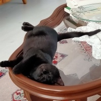 Bombay, Kedi  Zeytin fotoğrafı