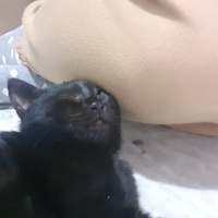 Bombay, Kedi  Zeytin fotoğrafı