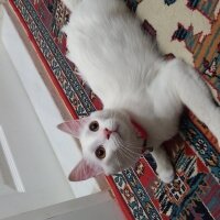 Ankara Kedisi, Kedi  Pamuk fotoğrafı