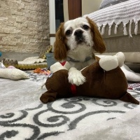 Cavalier King Charles Spanieli, Köpek  Asil fotoğrafı