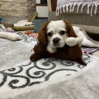 Cavalier King Charles Spanieli, Köpek  Asil fotoğrafı