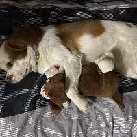 Cavalier King Charles Spanieli, Köpek  Asil fotoğrafı