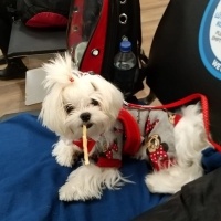 Maltese, Köpek  LUNA fotoğrafı