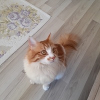 Sarman, Kedi  Paşa fotoğrafı