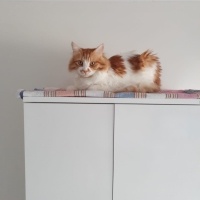 Sarman, Kedi  Paşa fotoğrafı