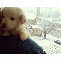 Golden Retriever, Köpek  Cesur fotoğrafı