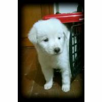 Golden Retriever, Köpek  Cesur fotoğrafı