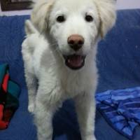 Golden Retriever, Köpek  Cesur fotoğrafı