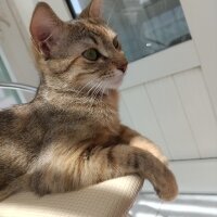 Tekir Kedi, Kedi  Maya fotoğrafı