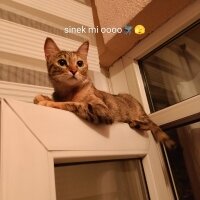 Tekir Kedi, Kedi  Maya fotoğrafı