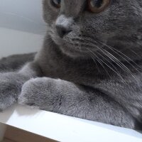 British Shorthair, Kedi  Duman fotoğrafı