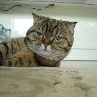 Scottish Fold, Kedi  LUNA fotoğrafı