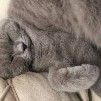 British Shorthair, Kedi  Osman fotoğrafı