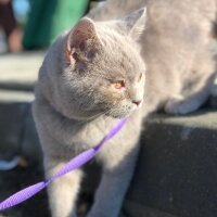 British Shorthair, Kedi  Osman fotoğrafı