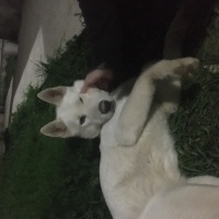 Sibirya Kurdu (Husky), Köpek  alice fotoğrafı
