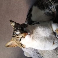 Tekir Kedi, Kedi  Leblebi fotoğrafı