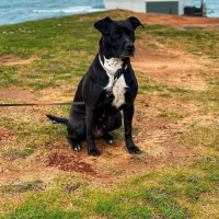 Labrador Retriever, Köpek  Mina fotoğrafı