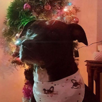 Labrador Retriever, Köpek  Mina fotoğrafı