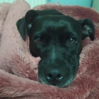 Labrador Retriever, Köpek  Mina fotoğrafı