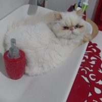 İran Kedisi (Persian), Kedi  Prenses fotoğrafı