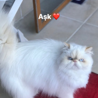 İran Kedisi (Persian), Kedi  Prenses fotoğrafı