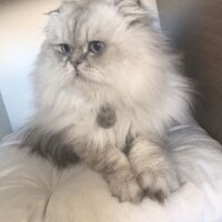 Scottish Fold, Kedi  Jan fotoğrafı