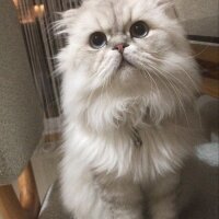 Scottish Fold, Kedi  Jan fotoğrafı