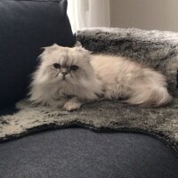 Scottish Fold, Kedi  Jan fotoğrafı