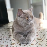 British Shorthair, Kedi  Mia fotoğrafı