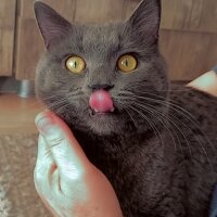 British Shorthair, Kedi  DUMAN fotoğrafı