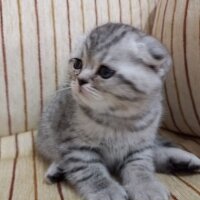 Scottish Fold, Kedi  Petunya fotoğrafı