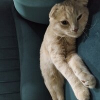 Scottish Fold, Kedi  Mithat fotoğrafı