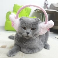 Scottish Fold, Kedi  oscar fotoğrafı