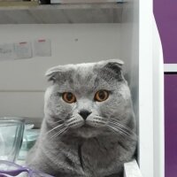 Scottish Fold, Kedi  oscar fotoğrafı