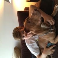 Amerikan Pitbull Terrier, Köpek  Zac fotoğrafı