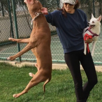 Amerikan Pitbull Terrier, Köpek  Zac fotoğrafı
