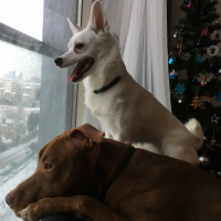 Amerikan Pitbull Terrier, Köpek  Zac fotoğrafı