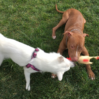 Amerikan Pitbull Terrier, Köpek  Zac fotoğrafı