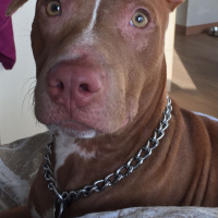 Amerikan Pitbull Terrier, Köpek  Zac fotoğrafı