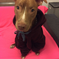 Amerikan Pitbull Terrier, Köpek  Zac fotoğrafı