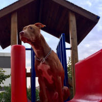 Amerikan Pitbull Terrier, Köpek  Zac fotoğrafı