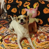 Chihuahua, Köpek  Herkül fotoğrafı