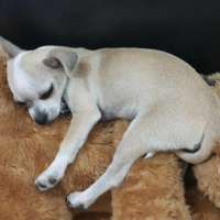 Chihuahua, Köpek  KİMYA fotoğrafı