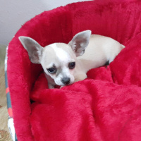 Chihuahua, Köpek  KİMYA fotoğrafı