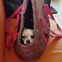 Chihuahua, Köpek  KİMYA fotoğrafı