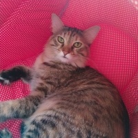 Tekir Kedi, Kedi  Mila fotoğrafı